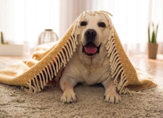 Home Design Tips Based On Your Dog’s Personality Home Design Tips Based On Your Dog’s Personality