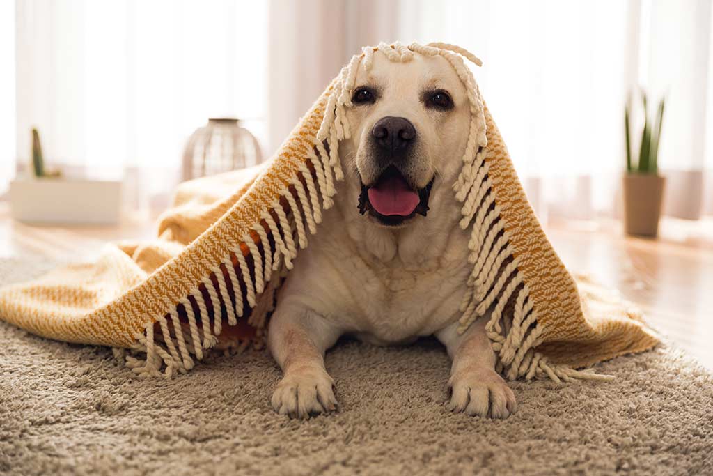 Home Design Tips Based On Your Dog’s Personality