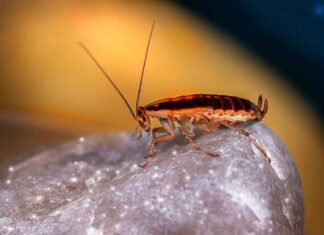 Do Cockroaches Bite? What Should You Know? Do Cockroaches Bite