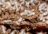 Should You Worry About Termite Larvae On Your Property? Termite Larvae
