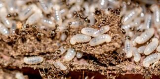 Should You Worry About Termite Larvae On Your Property? Termite Larvae