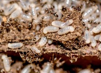 Should You Worry About Termite Larvae On Your Property? Termite Larvae