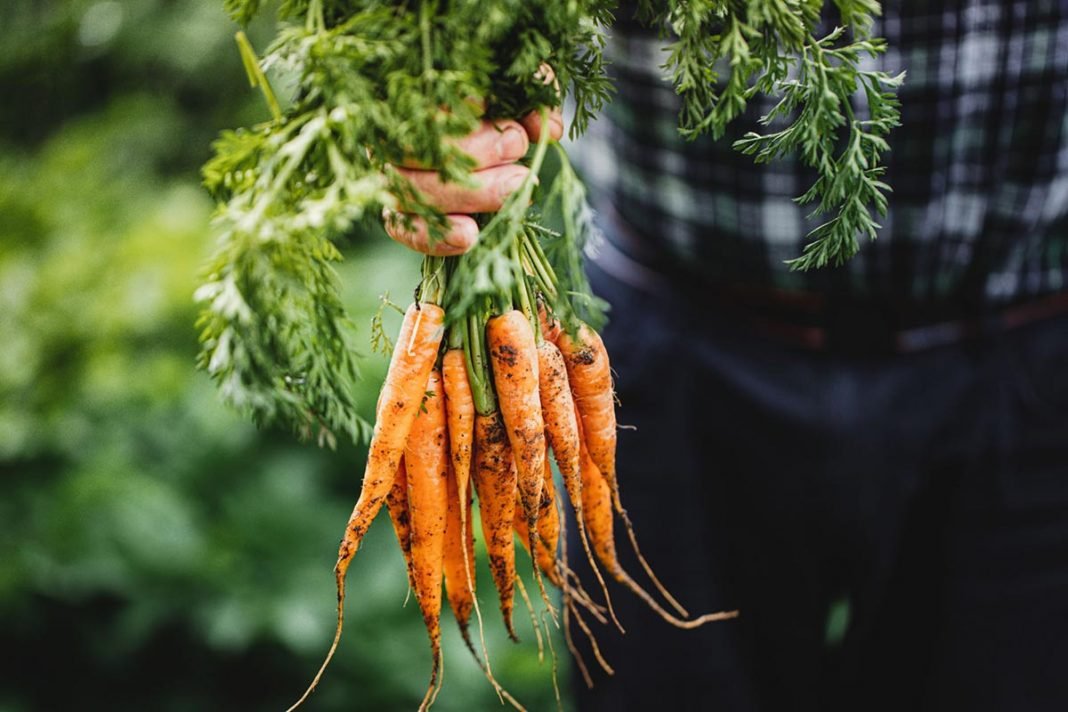 How to Store Carrots From the Garden?