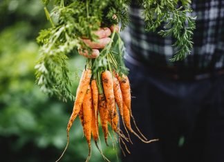 How To Store Carrots From the Garden – The Most Common Methods How to Store Carrots From the Garden?