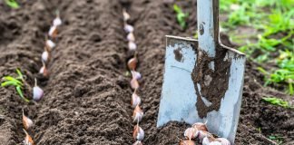 When To Remove Mulch From Garlic? – What Is The Reason For That? when to remove mulch from garlic