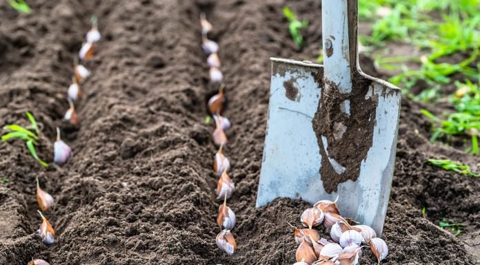 When To Remove Mulch From Garlic? – What Is The Reason For That? when to remove mulch from garlic