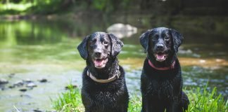 The Best Ingredients for Your Fur Baby The Best Ingredients for Your Fur Baby