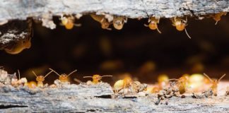 What Causes Termites To Invade Your House? What causes termites to invade your house?