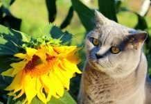 Are Sunflowers Poisonous to Cats? Are Sunflowers Poisonous to Cats?