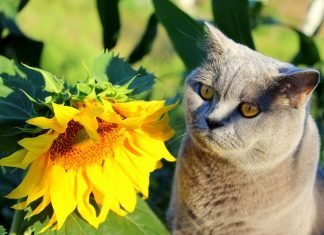 Are Sunflowers Poisonous to Cats? Are Sunflowers Poisonous to Cats?