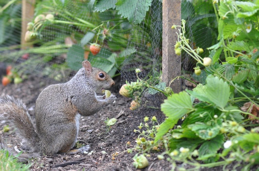 How to Keep Rabbits and Squirrels Out of Your Garden