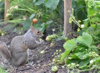 How to Keep Rabbits and Squirrels Out of Your Garden How to Keep Rabbits and Squirrels Out of Your Garden