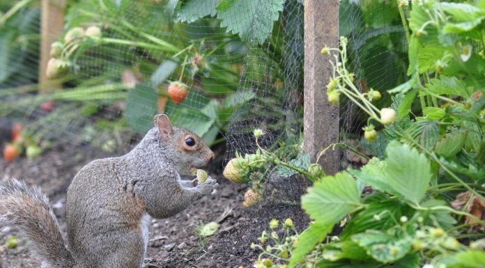 How to Keep Rabbits and Squirrels Out of Your Garden How to Keep Rabbits and Squirrels Out of Your Garden