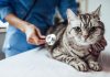 A Simple Guide to Choosing the Right Vet for You & Your Pet Simple Guide to Choosing the Right Vet