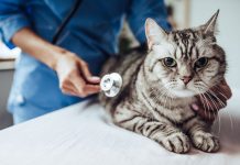 A Simple Guide to Choosing the Right Vet for You & Your Pet Simple Guide to Choosing the Right Vet