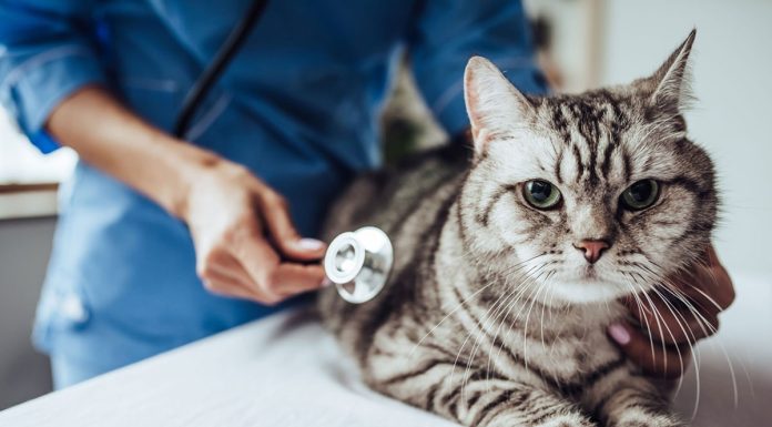 A Simple Guide to Choosing the Right Vet for You & Your Pet Simple Guide to Choosing the Right Vet