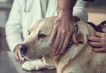Choosing The Right Vet For Your Elderly Dog Choosing The Right Vet For Your Elderly Dog
