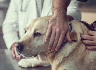 Choosing The Right Vet For Your Elderly Dog Choosing The Right Vet For Your Elderly Dog