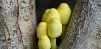 The Vibrant World of Florida’s Yellow Mushrooms: A Guide to Identification and Safety Yellow Mushrooms