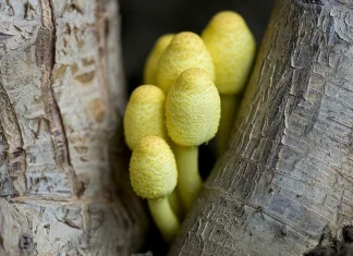 The Vibrant World of Florida’s Yellow Mushrooms: A Guide to Identification and Safety Yellow Mushrooms